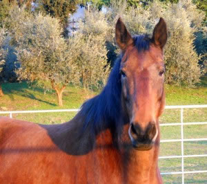 Ritaglio_cavallo